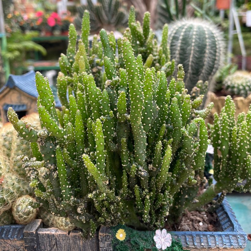 Opuntia monacantha (Porto)