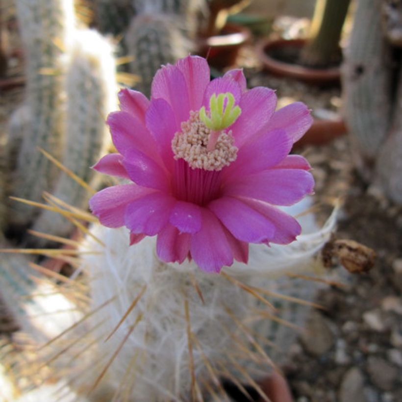 Cactus - Oreocereus leucotrichus  (Flowering)