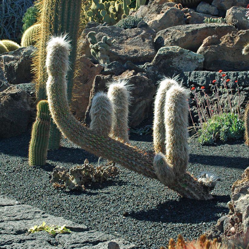Cactus - Oreocereus trollii (Plant habit)