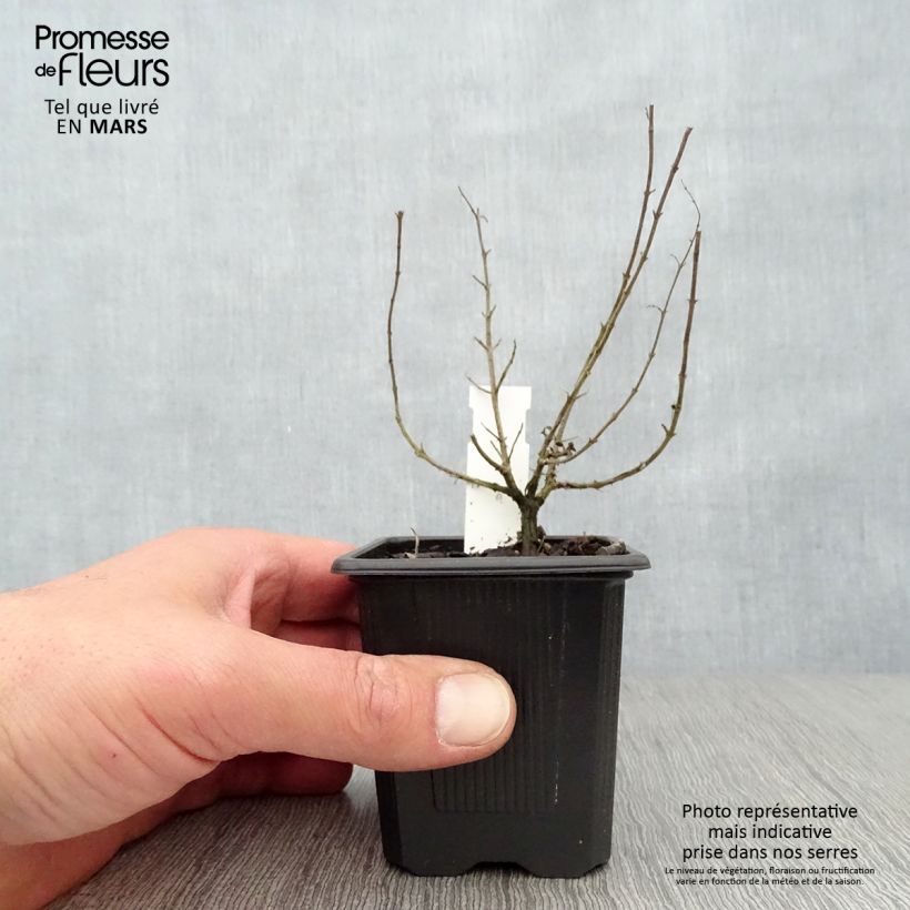 Origano comune Hot and Spicy Vasetto da 8/9 cm esemplare consegnato in primavera