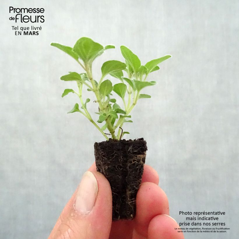 Origano comune Hot and Spicy mini zolla... esemplare consegnato in primavera