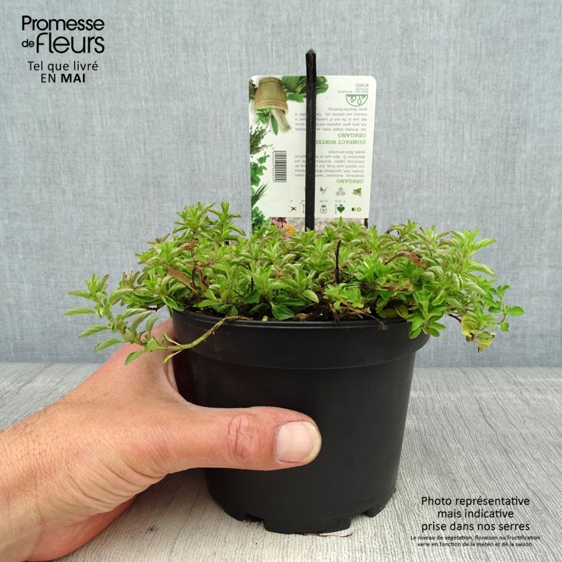 Origano comune Compactum Vaso da 1,5L/2L esemplare consegnato in primavera