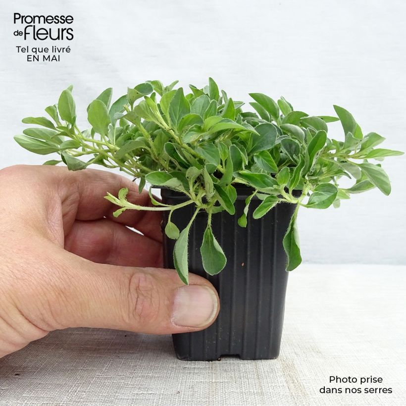 Origano comune Bio (piante) Vasetto da 8/9 cm esemplare consegnato in primavera