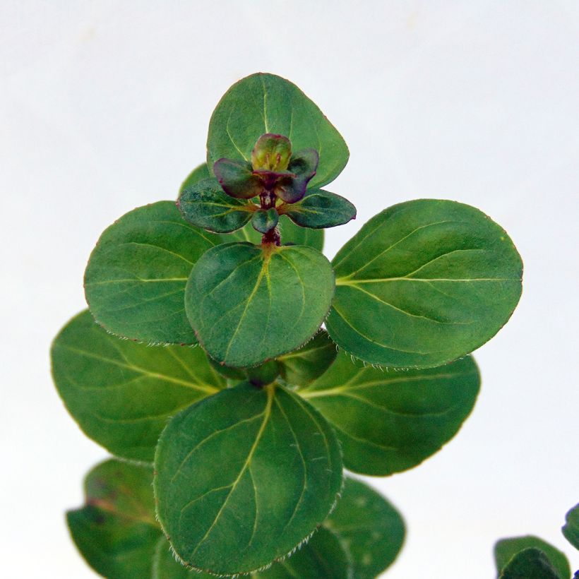 Origano Rosenkuppel (Fogliame)