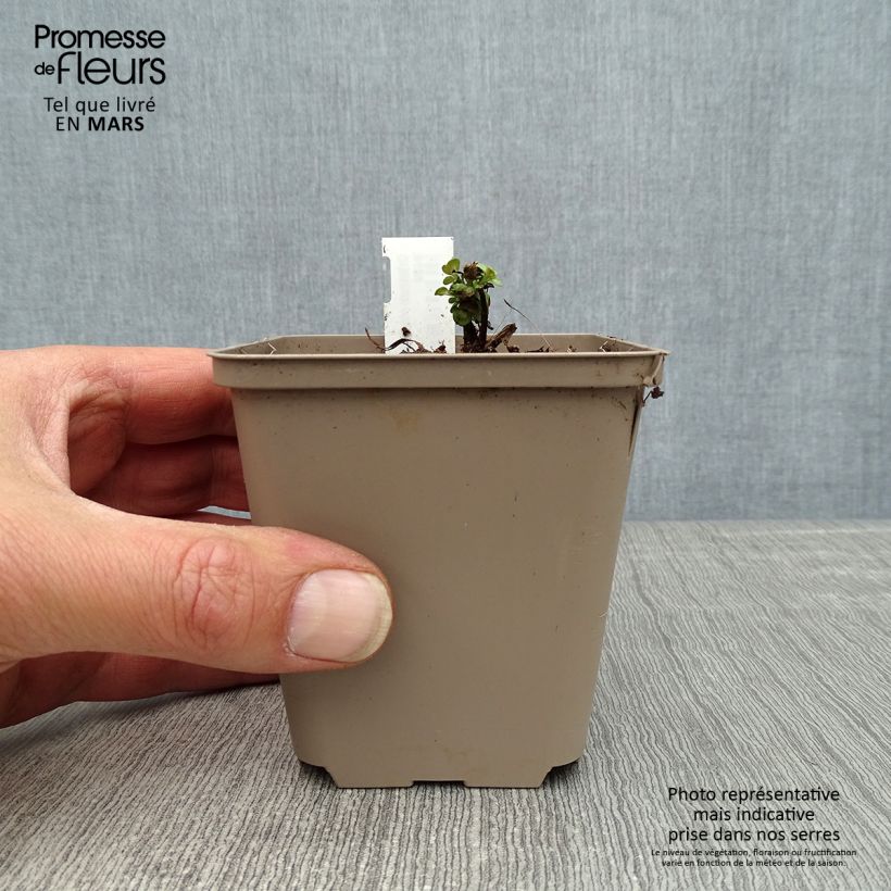 Example of Origano Kent Beauty Vasetto da 8/9 cm as you get in printemps