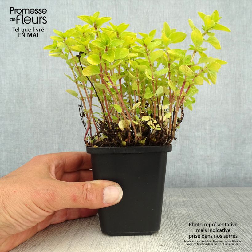 Origano comune Thumbles Variety Vasetto da 8/9 cm esemplare consegnato in primavera
