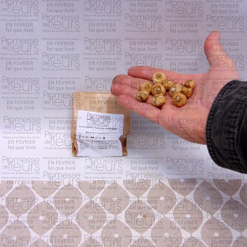 Esempio di esemplare Ornithogalum thyrsoides - Ornitogallo Bulbo taglia 5+ come consegnato