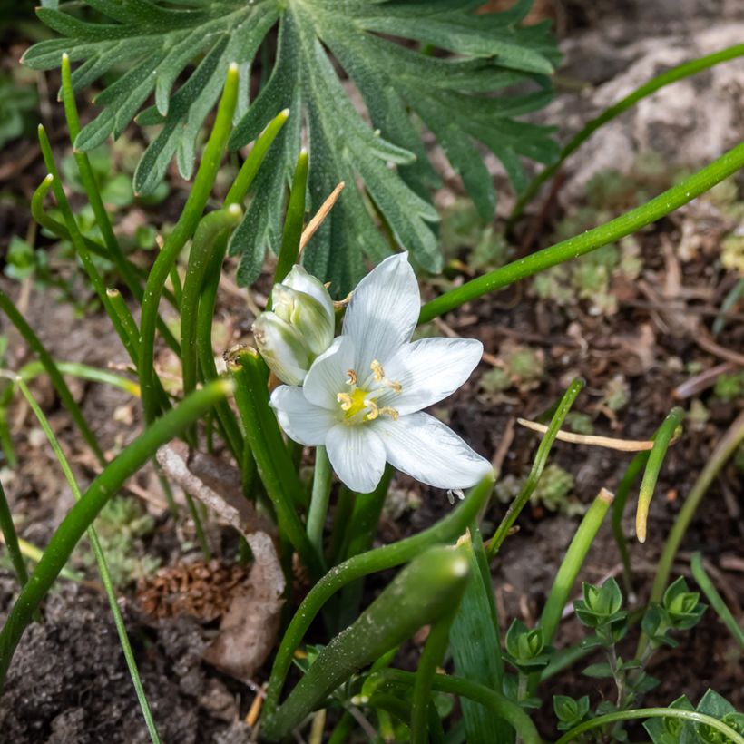 Ornithogalum oligophyllum White Trophy - Ornitogallo (Fioritura)