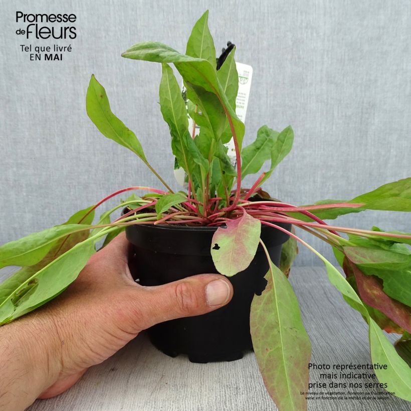 Rumex patientia - Erba pazienza Vaso da 1,5L/2L esemplare consegnato in primavera