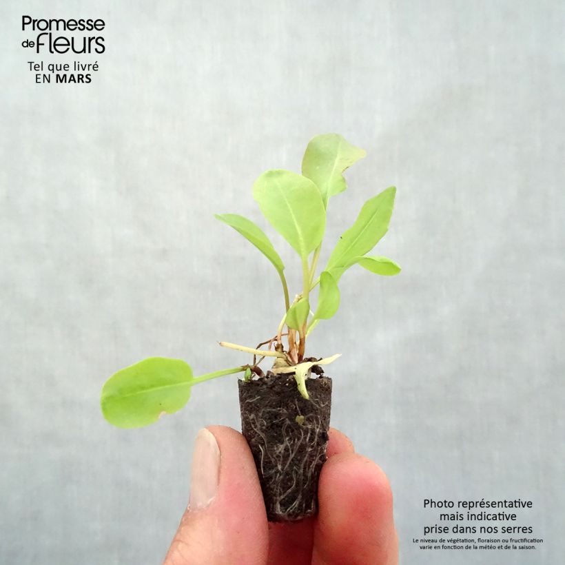 Example of Acetosa Large de Belleville (piante) Mini zolla Ø 1,5/2,5 cm as you get in printemps