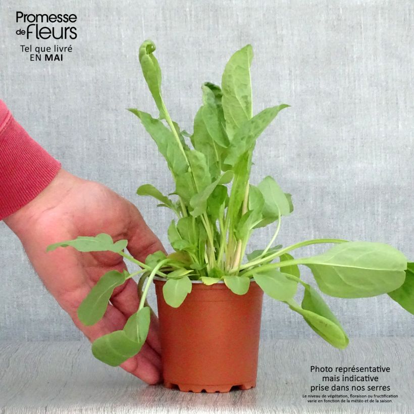 Example of Acetosa Large de Belleville (piante) Vasetto da 8/9 cm as you get in printemps