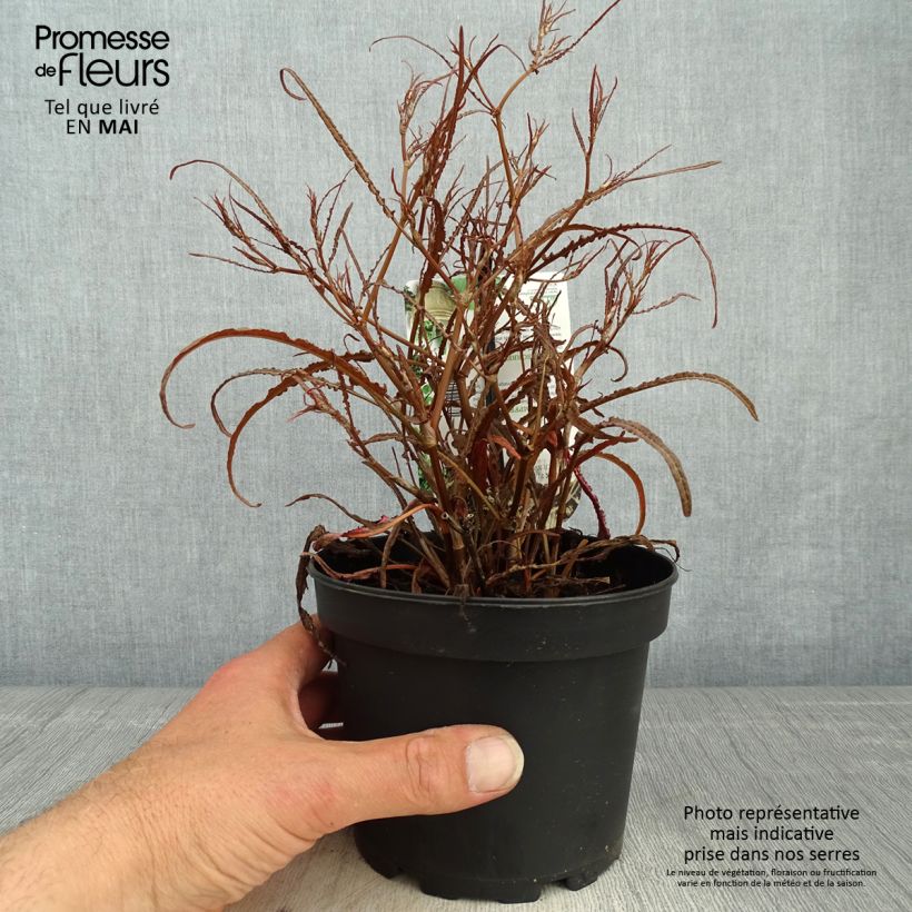 Rumex flexuosus Copper Sword Vaso da 1,5L/2L esemplare consegnato in primavera