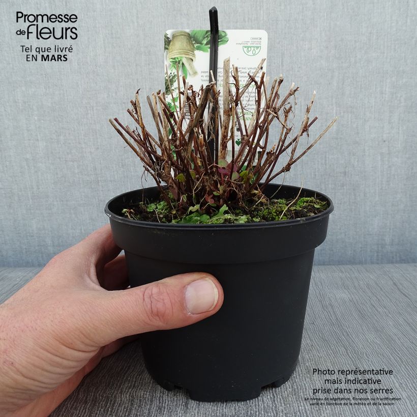Oseille douce - Rumex scutatus en plants Pot de 1,5L/2L esemplare consegnato in inverno