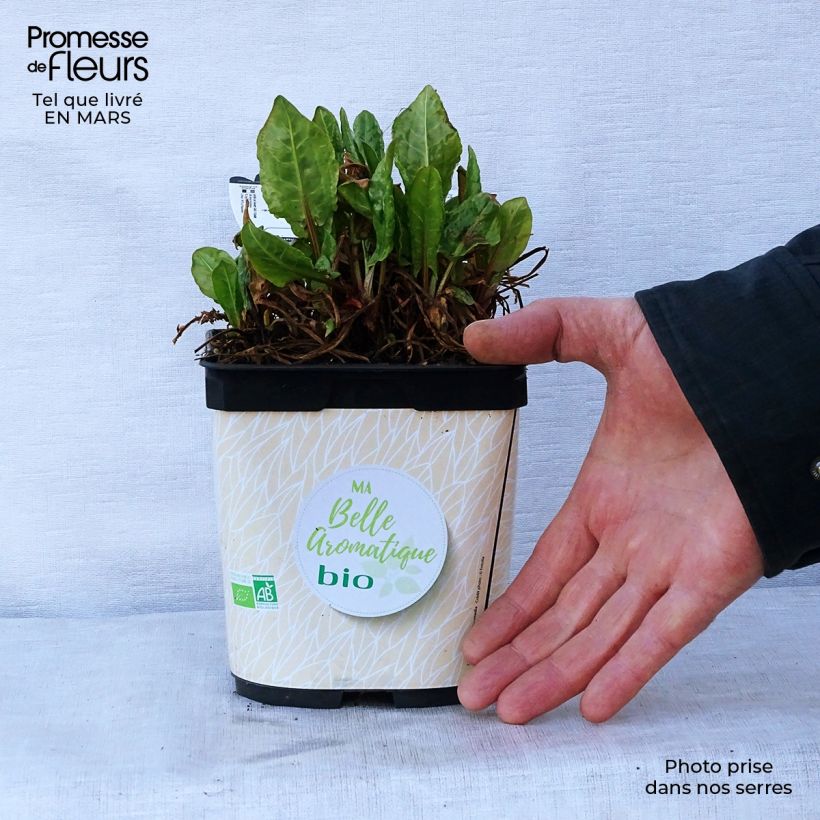 Example of Rumex scutatus - Romice scudato Vaso da 1L/1,5L as you get in printemps