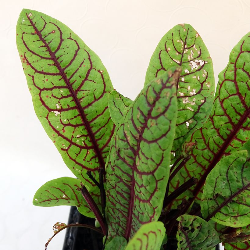 Romice rosso (Foliage)