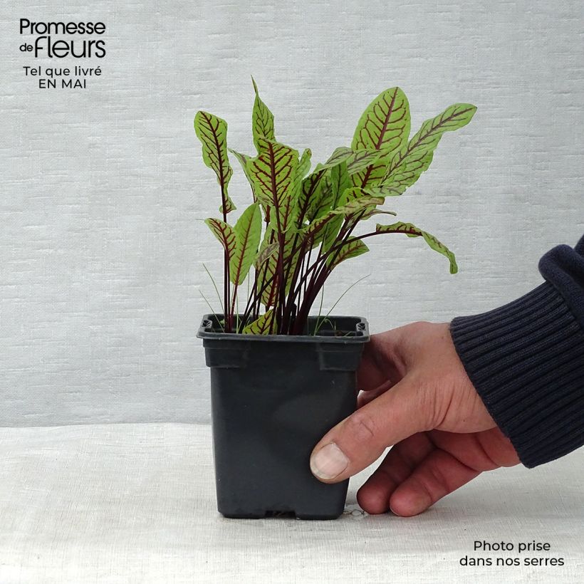 Example of Romice rosso Vasetto da 8/9 cm as you get in printemps