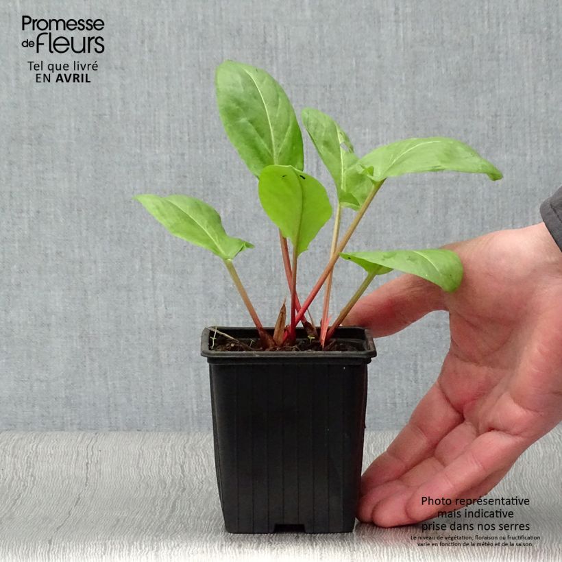 Acetosa - Rumex arifolius Vasetto da 8/9 cm esemplare consegnato in primavera