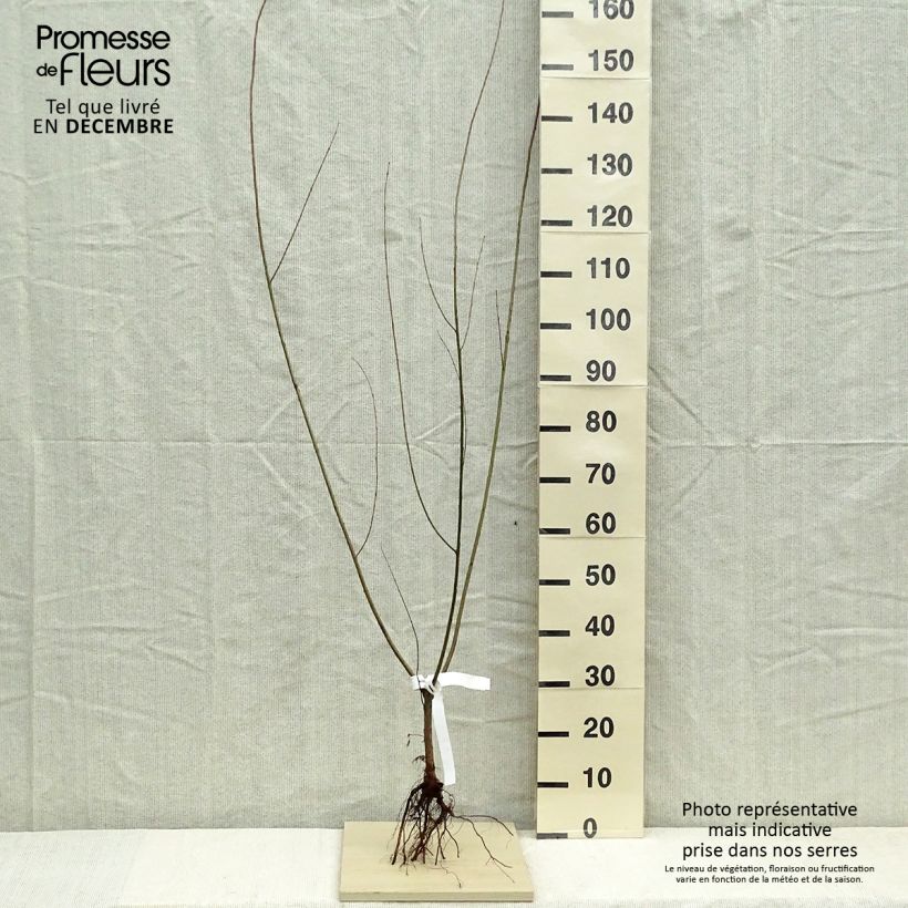 Salix purpurea - Salice rosso Piante piccole a radice nuda, A cespuglio esemplare consegnato in inverno