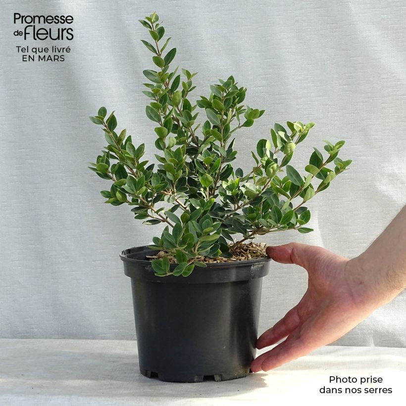 Osmanthus delavayi Heaven Scent - Osmanto Vaso da 3L/4L esemplare consegnato in inverno