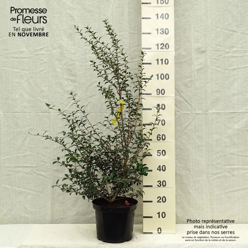 Esemplare di Osmanthus burkwoodii - Osmanto di Burkwood Vaso da 4L/5L come consegnato in autunno