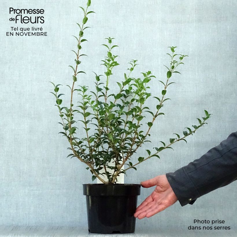 Esemplare di Osmanthus burkwoodii - Osmanto di Burkwood Vaso da 2L/3L come consegnato in autunno