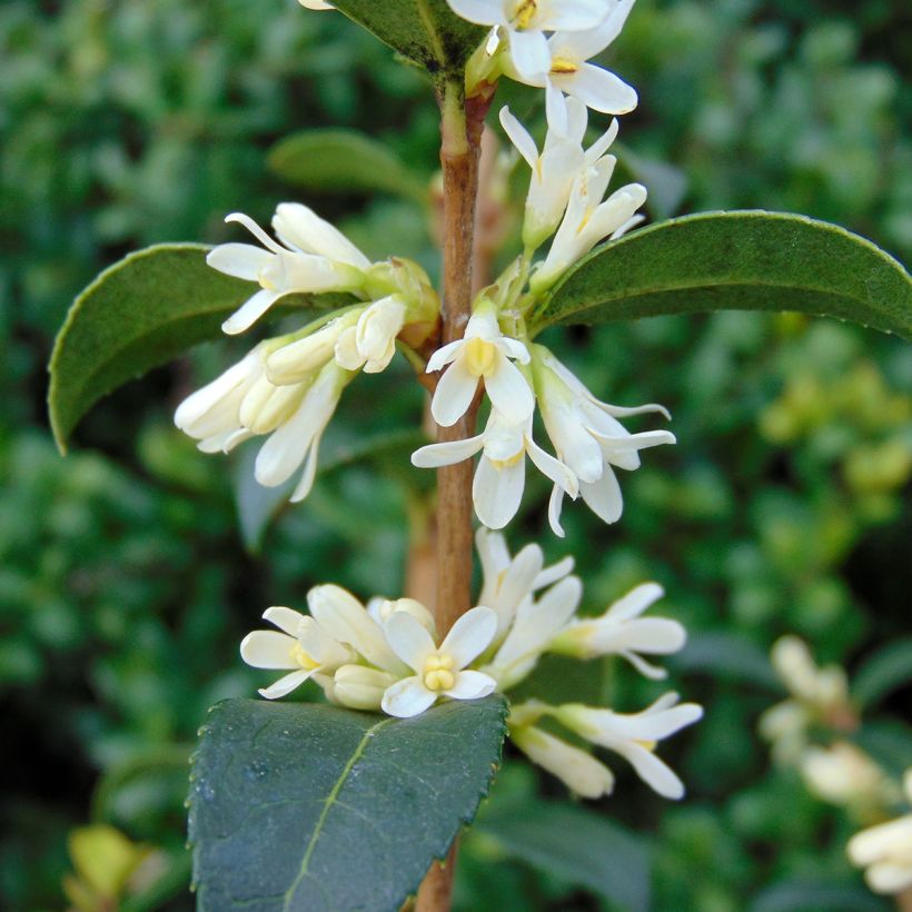 Osmanthus burkwoodii - Osmanto di Burkwood (Fioritura)