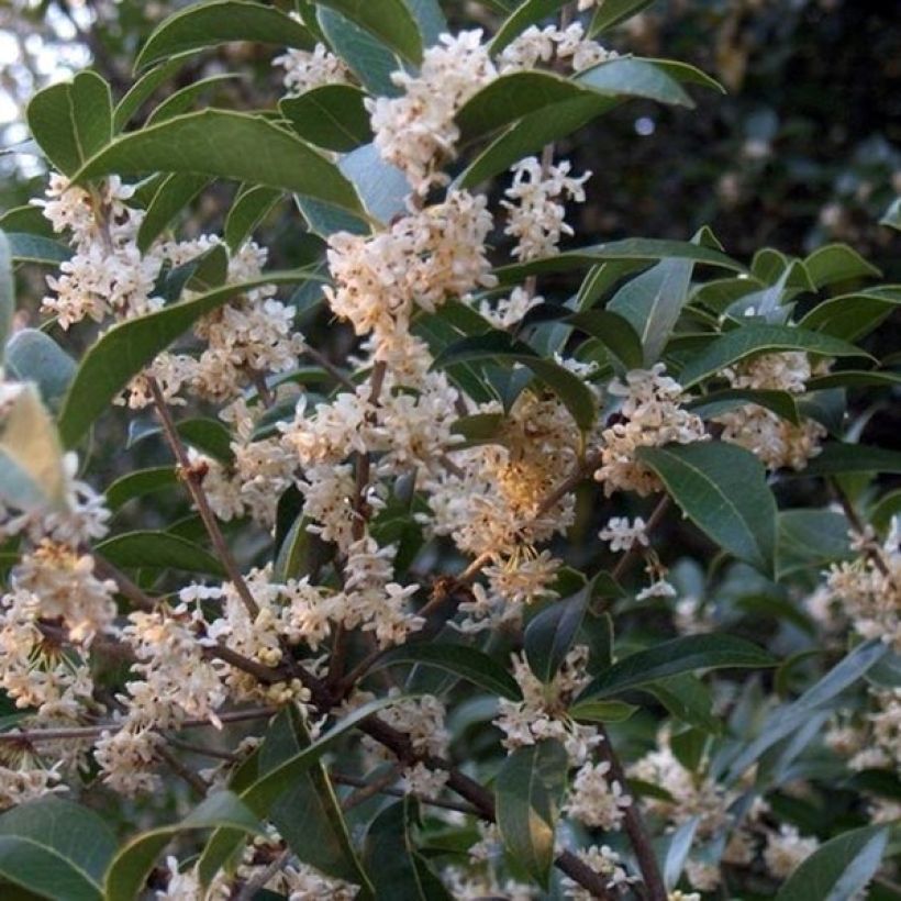Osmanthus fortunei - Osmanto (Flowering)