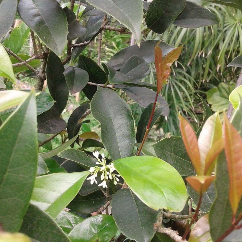 Osmanthus fragrans - Osmanto odoroso (Foliage)