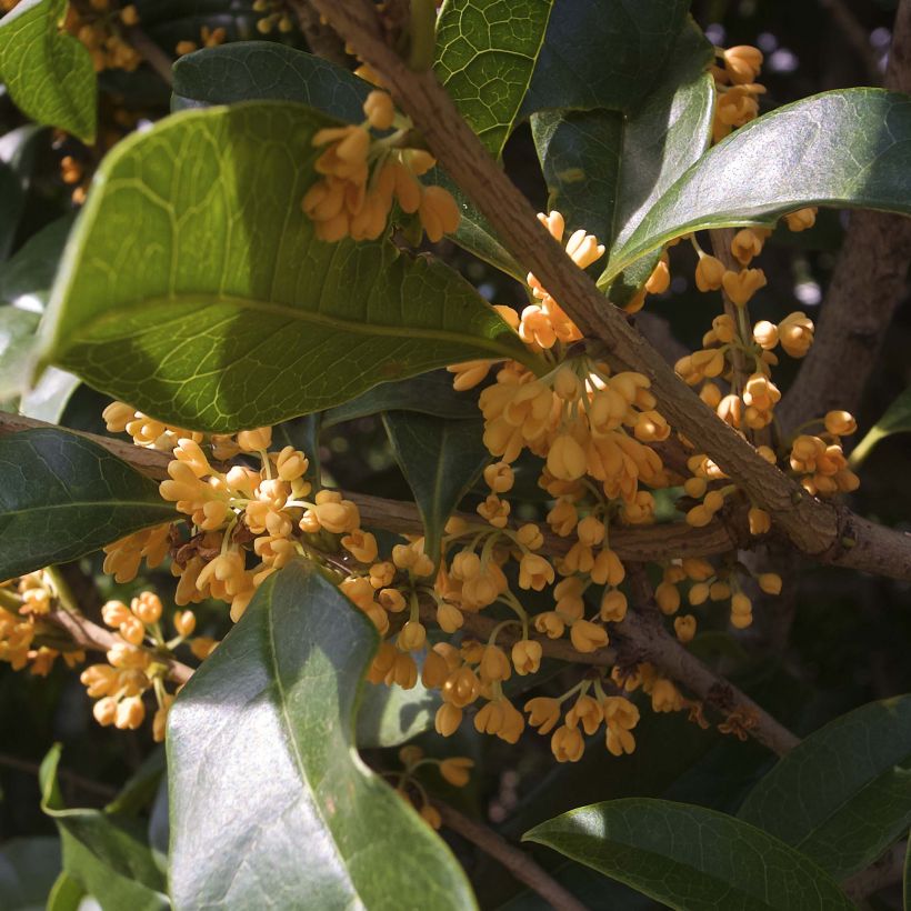 Osmanthus fragrans var. aurantiacus - Osmanto (Fioritura)