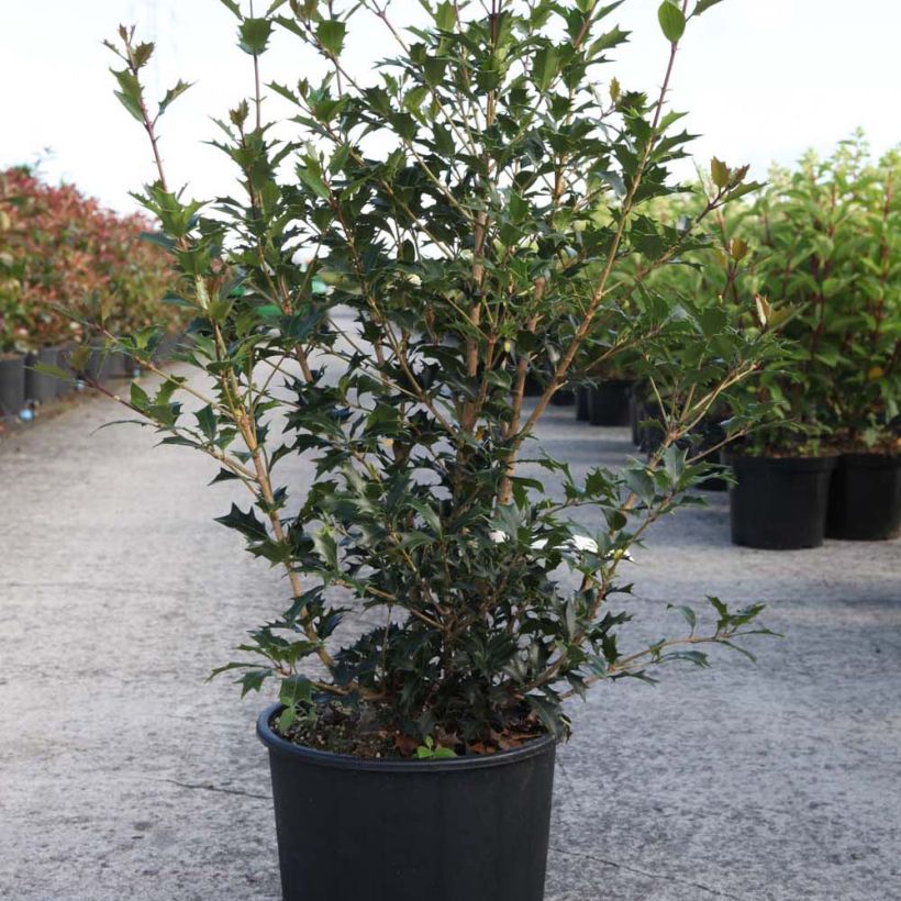 Esempio di esemplare Osmanthus heterophyllus Gulftide - Osmanto Vaso da 12L/15L come consegnato