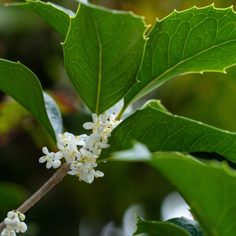 Osmanthus heterophyllus - Osmanto (Flowering)