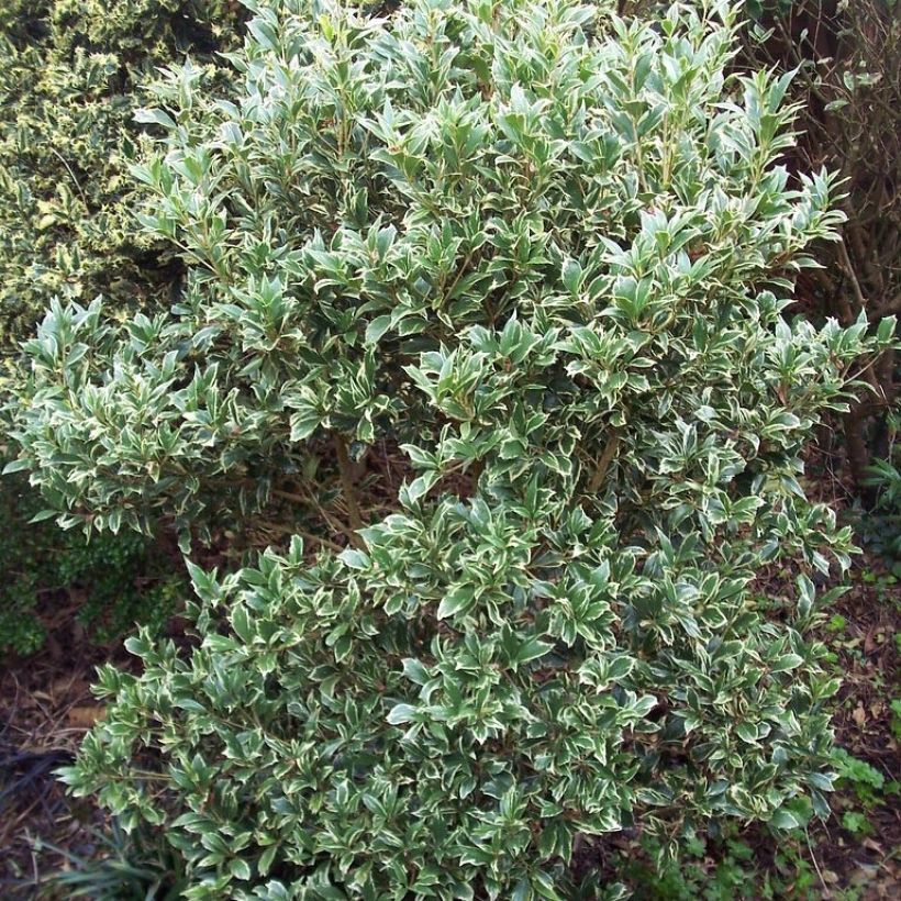 Osmanthus heterophyllus Variegatus - Osmanto (Plant habit)