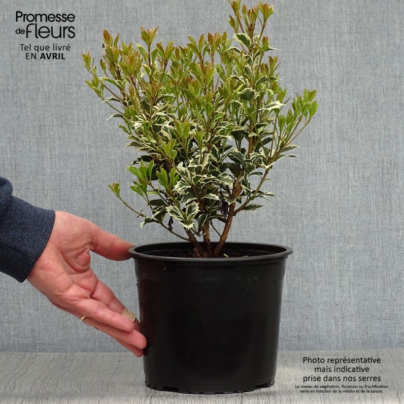 Example of Osmanthus heterophyllus Variegatus - Osmanto Vaso da 2L/3L as you get in printemps