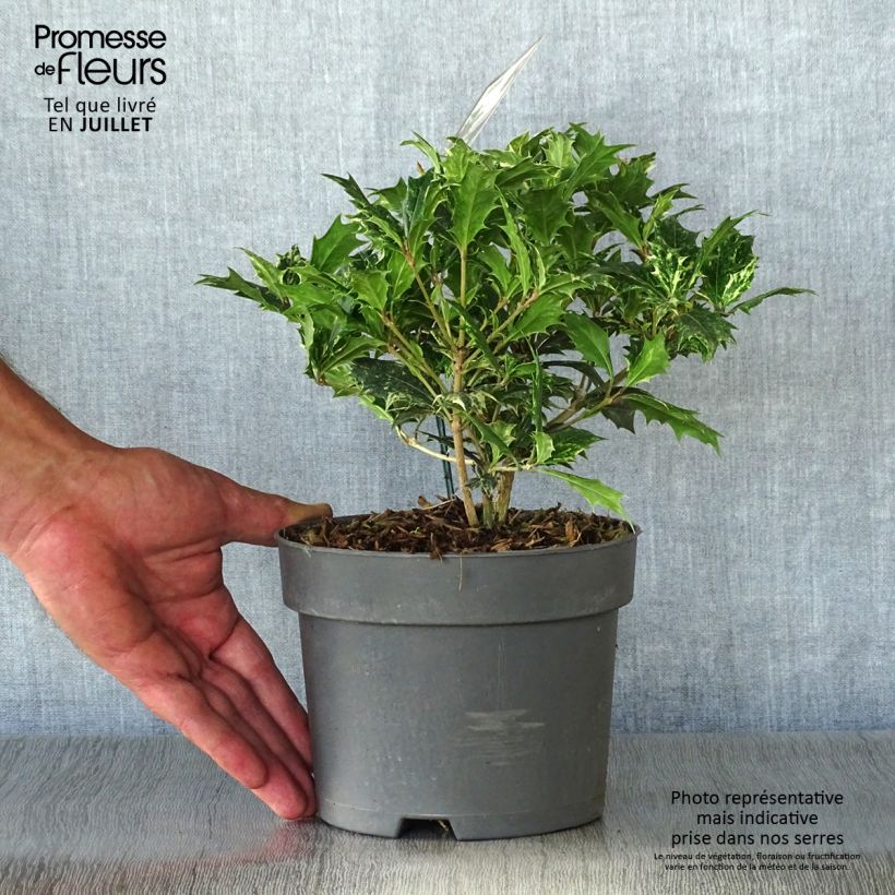 Esemplare di Osmanthus heterophyllus Tricolor - Osmanto Vaso da 2L/3L consegnato in estate