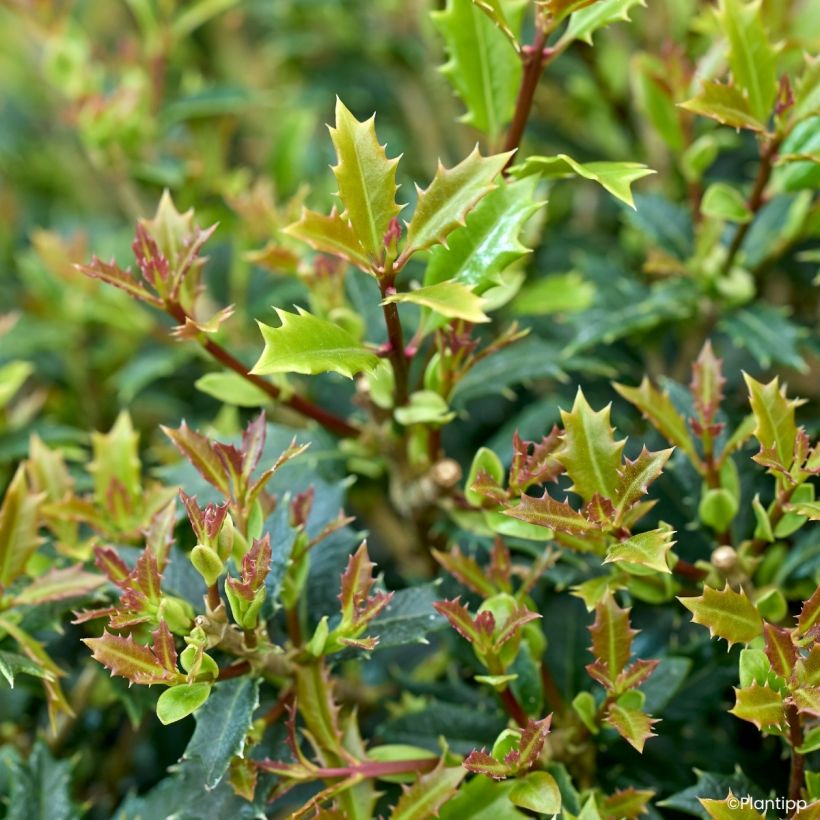 Osmanthus heterophyllus Perfume Party - Osmanto (Fogliame)