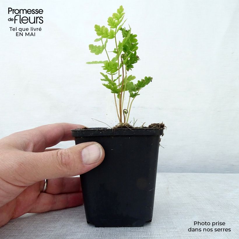 Osmunda claytoniana Vasetto da 8/9 cm esemplare consegnato in primavera