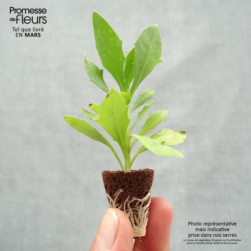 Osteospermum Cape Daisy White mini zolla... esemplare consegnato in primavera