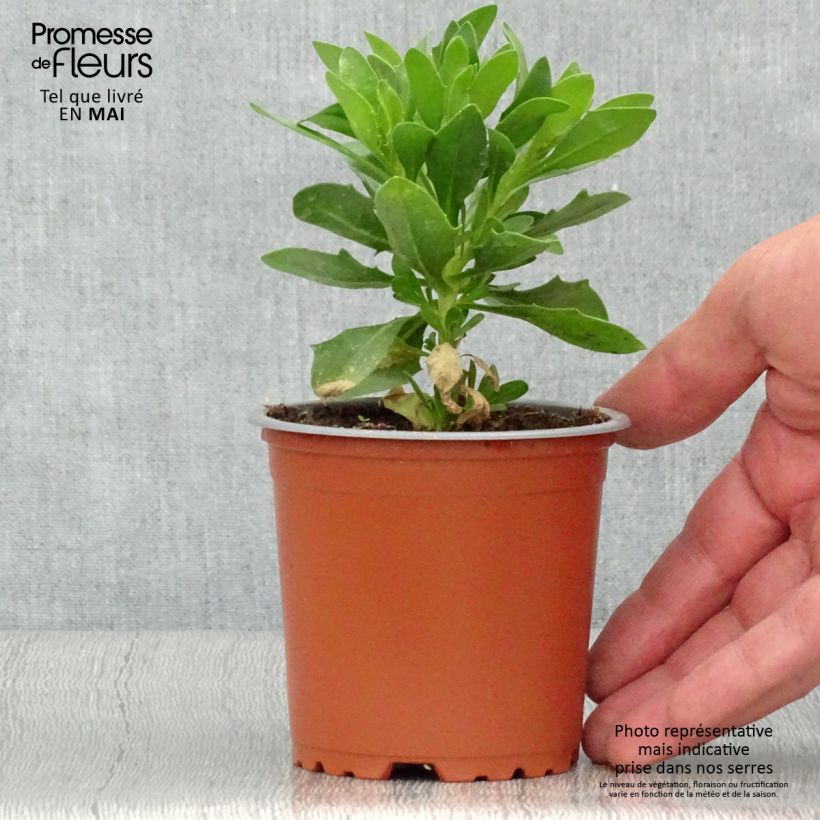 Osteospermum Cape Daisy White Vaso da Ø 10 cm/11 cm esemplare consegnato in primavera