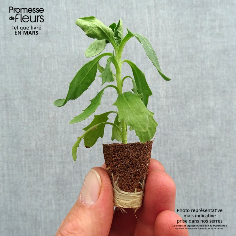 Osteospermum Dalina Red Dark mini zolla... esemplare consegnato in primavera