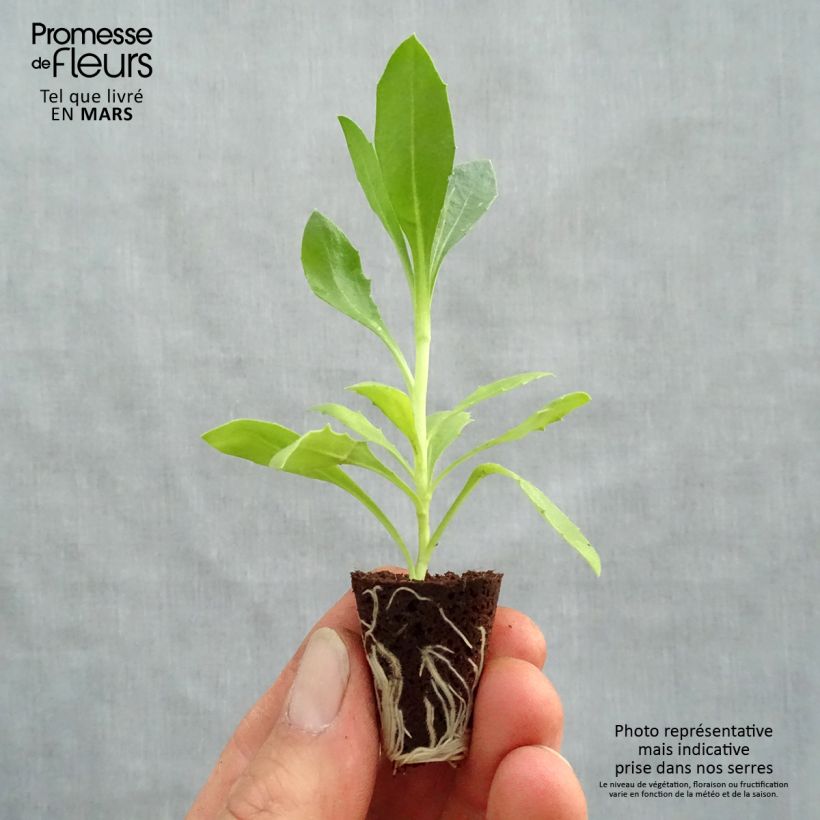 Osteospermum Tradewinds Trailing Deep Purple mini zolla... esemplare consegnato in primavera