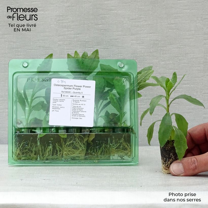Osteospermum Flower Power Spider Purple mini zolla... esemplare consegnato in primavera