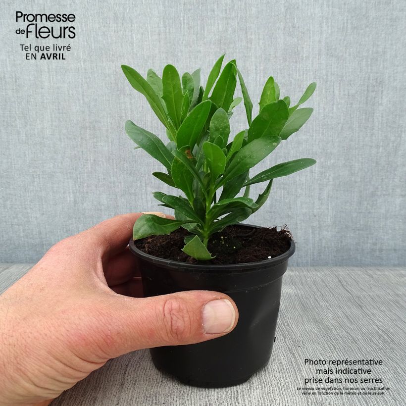 Osteospermum Flower Power Spider Purple Vaso da Ø 10 cm/11 cm esemplare consegnato in primavera