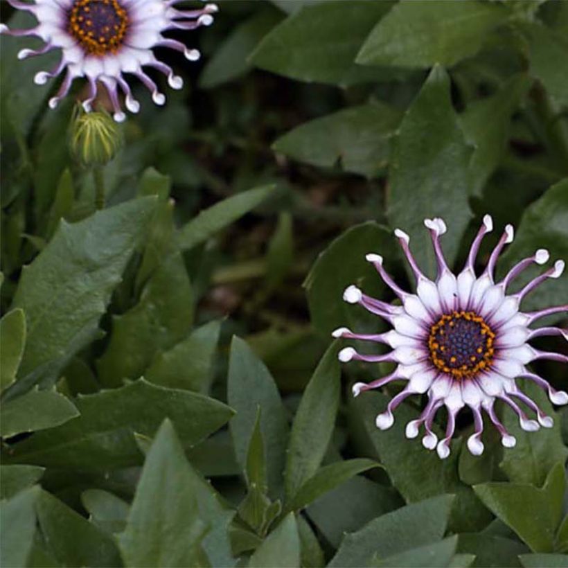 Osteospermum Flower Power Spider White (Flowering)