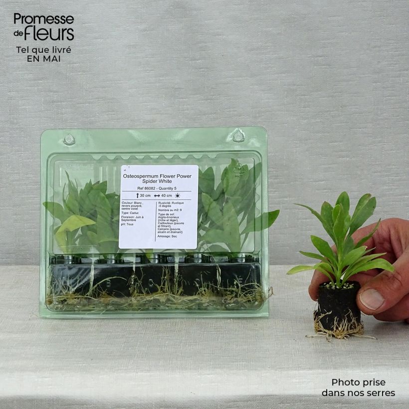 Example of Osteospermum Flower Power Spider White mini zolla... as you get in printemps