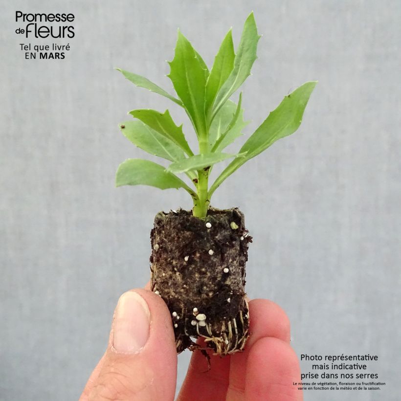 Example of Osteospermum Summersmile Cream mini zolla... as you get in printemps