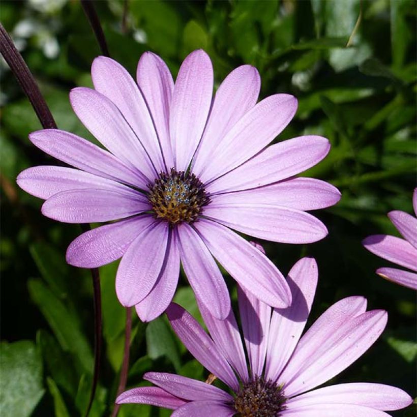 Osteospermum Summersmile Soft Violet (Flowering)