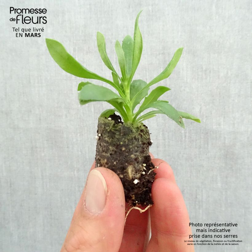 Example of Osteospermum Summersmile Soft Violet mini zolla... as you get in printemps