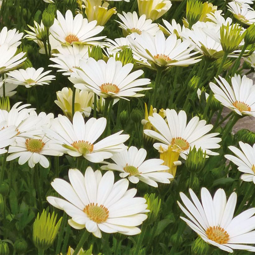Osteospermum Summersmile Cream (Flowering)