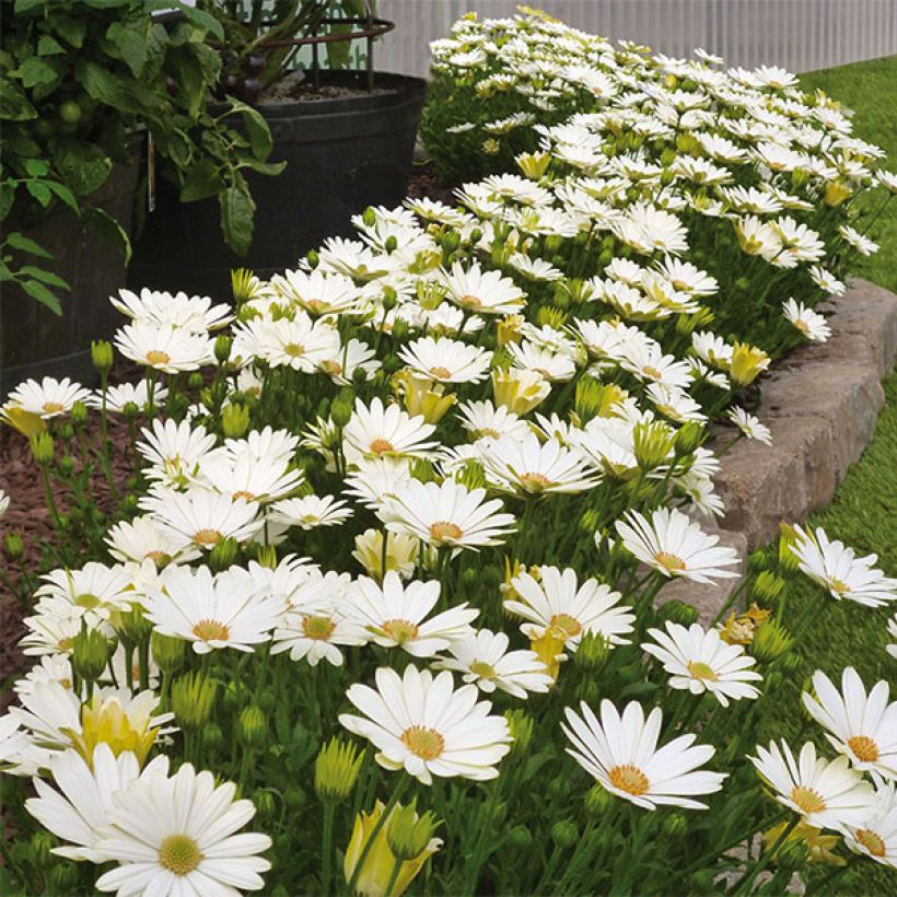 Osteospermum Summersmile Cream (Plant habit)