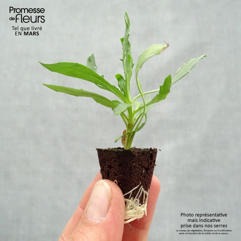 Osteospermum Voltage Yellow mini zolla... esemplare consegnato in primavera